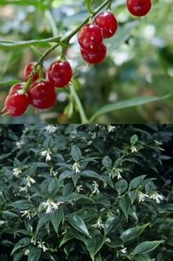 Fragrant Sweet Box (Sarcococca Ruscifolia) - 3 Gallon Pot -Home Bloom Garden sarcococca ruscifolia fragrant sweet box 4