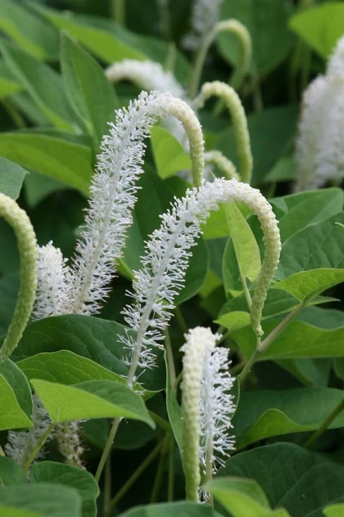 Lizard's Tail Swamp Lily (Saururus Cernuus) - 1 Gallon Pot 3 Lizard's Tail Swamp Lily (Saururus Cernuus) - 1 Gallon Pot