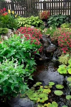 Lizard's Tail Swamp Lily (Saururus Cernuus) - 8 Pack Of 1 Gallon Pots -Home Bloom Garden saururus cernuus lizards tail swamp lily 8 1