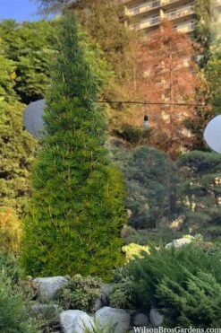 Joe Kozey Japanese Umbrella Pine (Sciadopitys) - 6 Gallon Pot -Home Bloom Garden sciadopitys verticillata joe kozey japanese umbrella pine 6