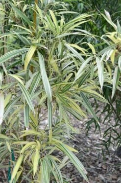 Variegated Chinese Temple Bamboo - Sinobambusa Tootsik 'Albostriata' - 3 Gallon Pot -Home Bloom Garden sinobambusa toosik albostriata variegated temple bamboo 1