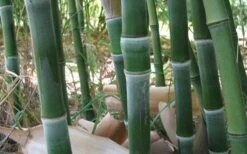 Solid Stem Bamboo - Phyllostachys Heteroclada - 3 Gallon Pot (4-6') 9 Solid Stem Bamboo - Phyllostachys Heteroclada - 3 Gallon Pot (4-6') -Home Bloom Garden solid stem bamboo