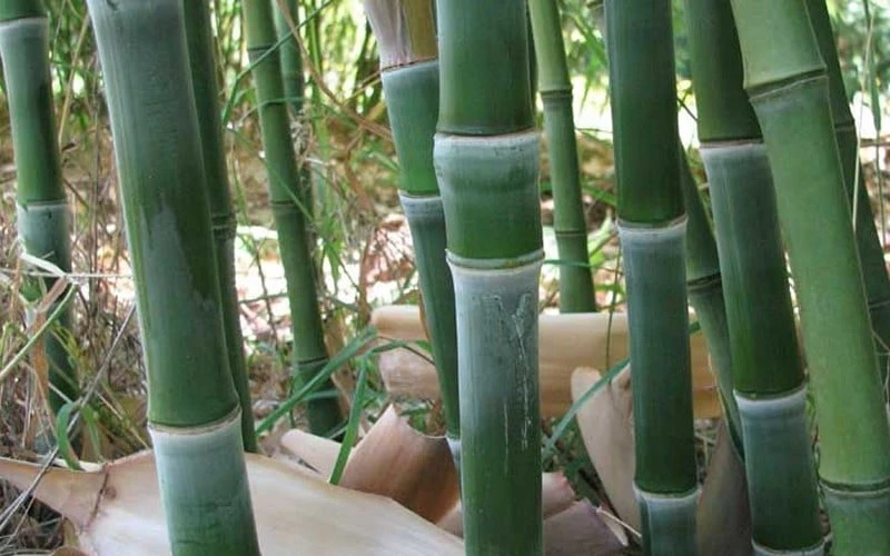 Solid Stem Bamboo - Phyllostachys Heteroclada - 3 Gallon Pot (4-6') 6 Solid Stem Bamboo - Phyllostachys Heteroclada - 3 Gallon Pot (4-6') - Image 4