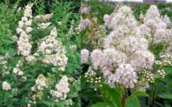 White Meadowsweet (Spirea Alba) - 1 Gallon Pot -Home Bloom Garden spirea alba white meadowsweet 9
