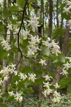 American Snowbell Tree (Styrax Americanus) - 3 Gallon Pot -Home Bloom Garden styrax americanus american snowbell 12 1