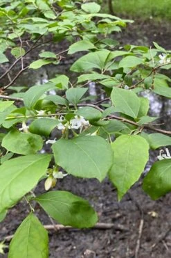 American Snowbell Tree (Styrax Americanus) - 3 Gallon Pot -Home Bloom Garden styrax americanus american snowbell 13 1