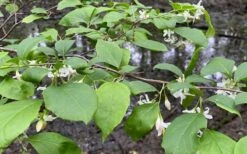 American Snowbell Tree (Styrax Americanus) - 1 Gallon Pot -Home Bloom Garden styrax americanus american snowbell 14