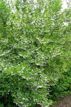 American Snowbell Tree (Styrax Americanus) - 1 Gallon Pot -Home Bloom Garden styrax americanus american snowbell 16