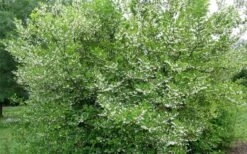 American Snowbell Tree (Styrax Americanus) - 3 Gallon Pot -Home Bloom Garden styrax americanus american snowbell 17 1