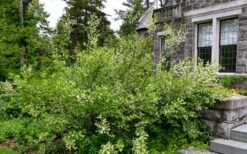 American Snowbell Tree (Styrax Americanus) - 1 Gallon Pot -Home Bloom Garden styrax americanus american snowbell 18