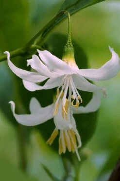 American Snowbell Tree (Styrax Americanus) - 1 Gallon Pot -Home Bloom Garden styrax americanus american snowbell 2