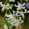 American Snowbell Tree (Styrax Americanus) - 3 Gallon Pot 2 American Snowbell Tree (Styrax Americanus) - 3 Gallon Pot -Home Bloom Garden styrax americanus american snowbell 3 1