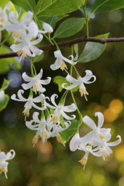 American Snowbell Tree (Styrax Americanus) - 1 Gallon Pot -Home Bloom Garden styrax americanus american snowbell 4