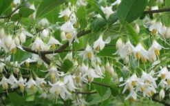 American Snowbell Tree (Styrax Americanus) - 1 Gallon Pot -Home Bloom Garden styrax americanus american snowbell 6