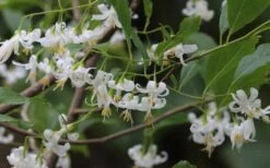American Snowbell Tree (Styrax Americanus) - 3 Gallon Pot -Home Bloom Garden styrax americanus american snowbell 7 1