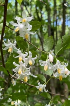 American Snowbell Tree (Styrax Americanus) - 3 Gallon Pot -Home Bloom Garden styrax americanus american snowbell 8 1