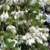 Fragrant Fountain Weeping Japanese Snowbell Tree - 5 Gallon Pot -Home Bloom Garden styrax japonica fragrant fountain weeping japanese snowbell tree 3