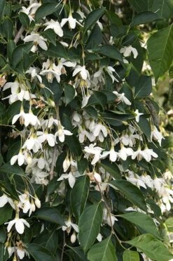 Fragrant Fountain Weeping Japanese Snowbell Tree - 5 Gallon Pot -Home Bloom Garden styrax japonica fragrant fountain weeping japanese snowbell tree 4