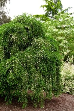 Fragrant Fountain Weeping Japanese Snowbell Tree - 5 Gallon Pot -Home Bloom Garden styrax japonica fragrant fountain weeping japanese snowbell tree 5