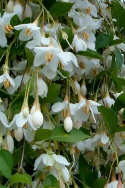 Fragrant Fountain Weeping Japanese Snowbell Tree - 5 Gallon Pot -Home Bloom Garden styrax japonica fragrant fountain weeping japanese snowbell tree 6