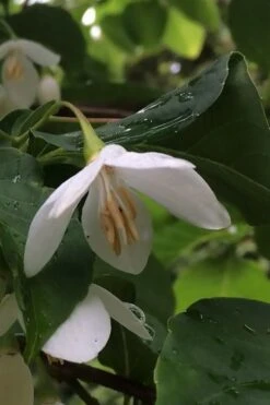 Fragrant Fountain Weeping Japanese Snowbell Tree - 5 Gallon Pot -Home Bloom Garden styrax japonica fragrant fountain weeping japanese snowbell tree 7