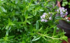 Summer Savory Plant - 6 Pack Of Pint Pots -Home Bloom Garden summer savory herb plant 4