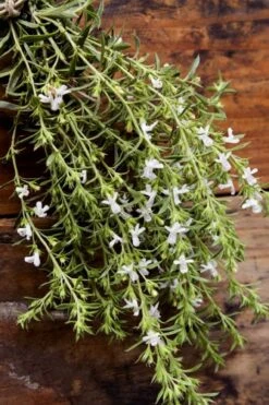 Summer Savory Plant - 6 Pack Of Pint Pots -Home Bloom Garden summer savory herb plant 7