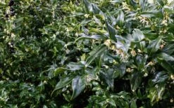 Fragrant Sweet Box (Sarcococca Ruscifolia) - 3 Gallon Pot -Home Bloom Garden sweet box fragrant 6 800x500 1
