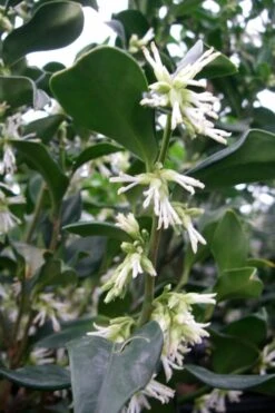 Fragrant Sweet Box (Sarcococca Ruscifolia) - 3 Gallon Pot -Home Bloom Garden sweet box fragrant 7 500x750 1