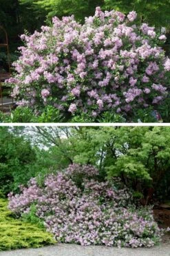 Palibin Dwarf Lilac Bush - 3 Gallon Pot -Home Bloom Garden syringa meyeri palibin dwarf lilac 4
