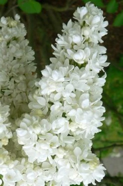 Miss Ellen Willmott White French Lilac (Syringa Vulgaris) - 3 Gallon Pot -Home Bloom Garden syringa vulgaris miss ellen willmott lilac 2