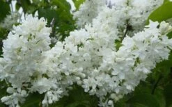 Miss Ellen Willmott White French Lilac (Syringa Vulgaris) - 3 Gallon Pot -Home Bloom Garden syringa vulgaris miss ellen willmott lilac 7