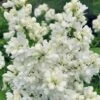 Miss Ellen Willmott White French Lilac (Syringa Vulgaris) - 3 Gallon Pot -Home Bloom Garden syringa vulgaris miss ellen willmott lilac 8