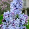 President Grevy French Lilac (Syringa) - 1 Gallon Pot -Home Bloom Garden syringa vulgaris president grevy lilac 7