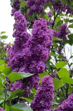 Yankee Doodle Purple French Lilac (Syringa) - 3 Gallon Pot 7 Yankee Doodle Purple French Lilac (Syringa) - 3 Gallon Pot -Home Bloom Garden syringa vulgaris yankee doodle feench lilac 1