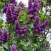 Yankee Doodle Purple French Lilac (Syringa) - 3 Gallon Pot -Home Bloom Garden syringa vulgaris yankee doodle feench lilac 3