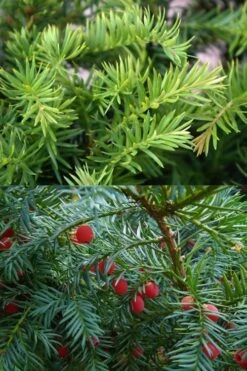 Spreading English Yew (Taxus Baccata 'Repandens) - 1 Gallon Pot 15 Spreading English Yew (Taxus Baccata 'Repandens) - 1 Gallon Pot -Home Bloom Garden taxus baccata repandens speading english yew 10 1