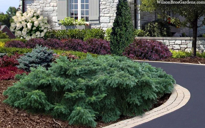 Spreading English Yew (Taxus Baccata 'Repandens) - 1 Gallon Pot 7 Spreading English Yew (Taxus Baccata 'Repandens) - 1 Gallon Pot - Image 5