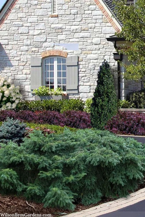 Spreading English Yew (Taxus Baccata 'Repandens) - 1 Gallon Pot 3 Spreading English Yew (Taxus Baccata 'Repandens) - 1 Gallon Pot