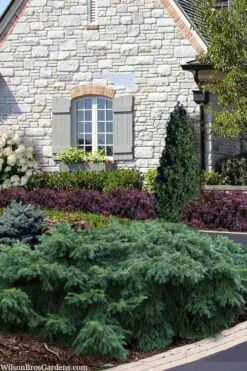 Spreading English Yew (Taxus Baccata 'Repandens) - 3 Gallon Pot