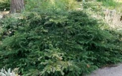 Spreading English Yew (Taxus Baccata 'Repandens) - 3 Gallon Pot 14 Spreading English Yew (Taxus Baccata 'Repandens) - 3 Gallon Pot -Home Bloom Garden taxus baccata repandens speading english yew 6