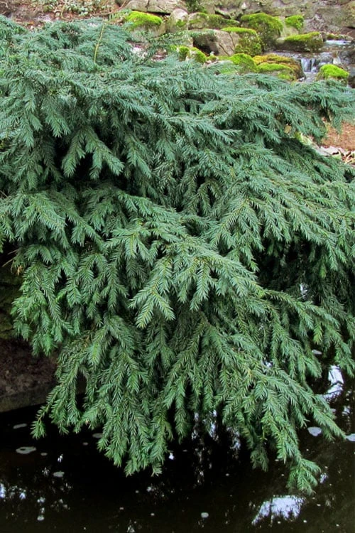 Spreading English Yew (Taxus Baccata 'Repandens) - 1 Gallon Pot 6 Spreading English Yew (Taxus Baccata 'Repandens) - 1 Gallon Pot - Image 4