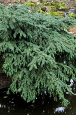 Spreading English Yew (Taxus Baccata 'Repandens) - 3 Gallon Pot 12 Spreading English Yew (Taxus Baccata 'Repandens) - 3 Gallon Pot -Home Bloom Garden taxus baccata repandens speading english yew 8