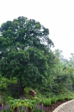 Chinese Yew Tree (Taxus Chinensis) - 3 Gallon Pot -Home Bloom Garden taxus chinensis chinese yew 2