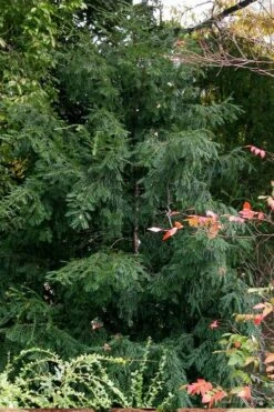 Chinese Yew Tree (Taxus Chinensis) - 3 Gallon Pot -Home Bloom Garden taxus chinensis chinese yew tree 3