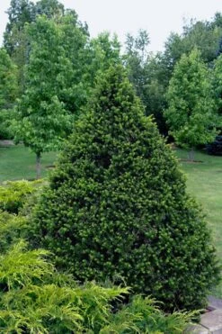 Capitata Upright Yew (Taxus Cuspidata) - 6 Gallon Pot 11 Capitata Upright Yew (Taxus Cuspidata) - 6 Gallon Pot -Home Bloom Garden taxus cuspidata capitata upright japanese yew 4