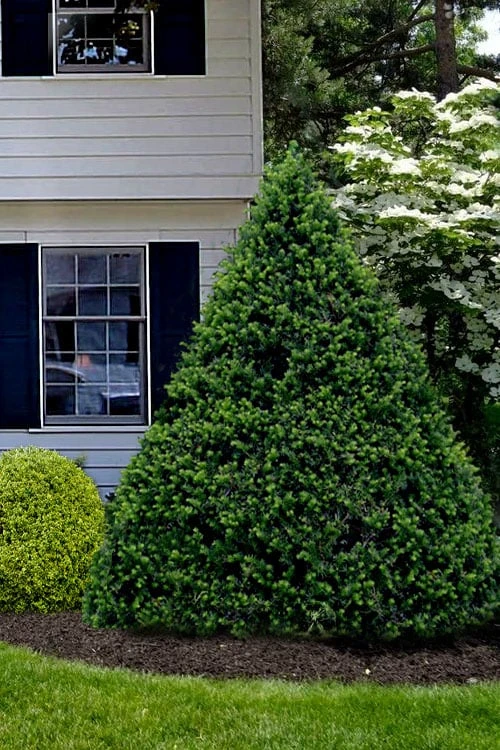 Capitata Upright Yew (Taxus Cuspidata) - 6 Gallon Pot 3 Capitata Upright Yew (Taxus Cuspidata) - 6 Gallon Pot