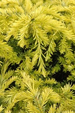 Sunburst Yew (Taxus X Media) - 2 Gallon Pot -Home Bloom Garden taxus media sunburst yew 1