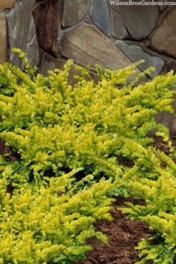Sunburst Yew (Taxus X Media) - 2 Gallon Pot -Home Bloom Garden taxus x media sunburst yew 2