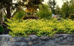 Sunburst Yew (Taxus X Media) - 2 Gallon Pot -Home Bloom Garden taxus x media sunburst yew 7